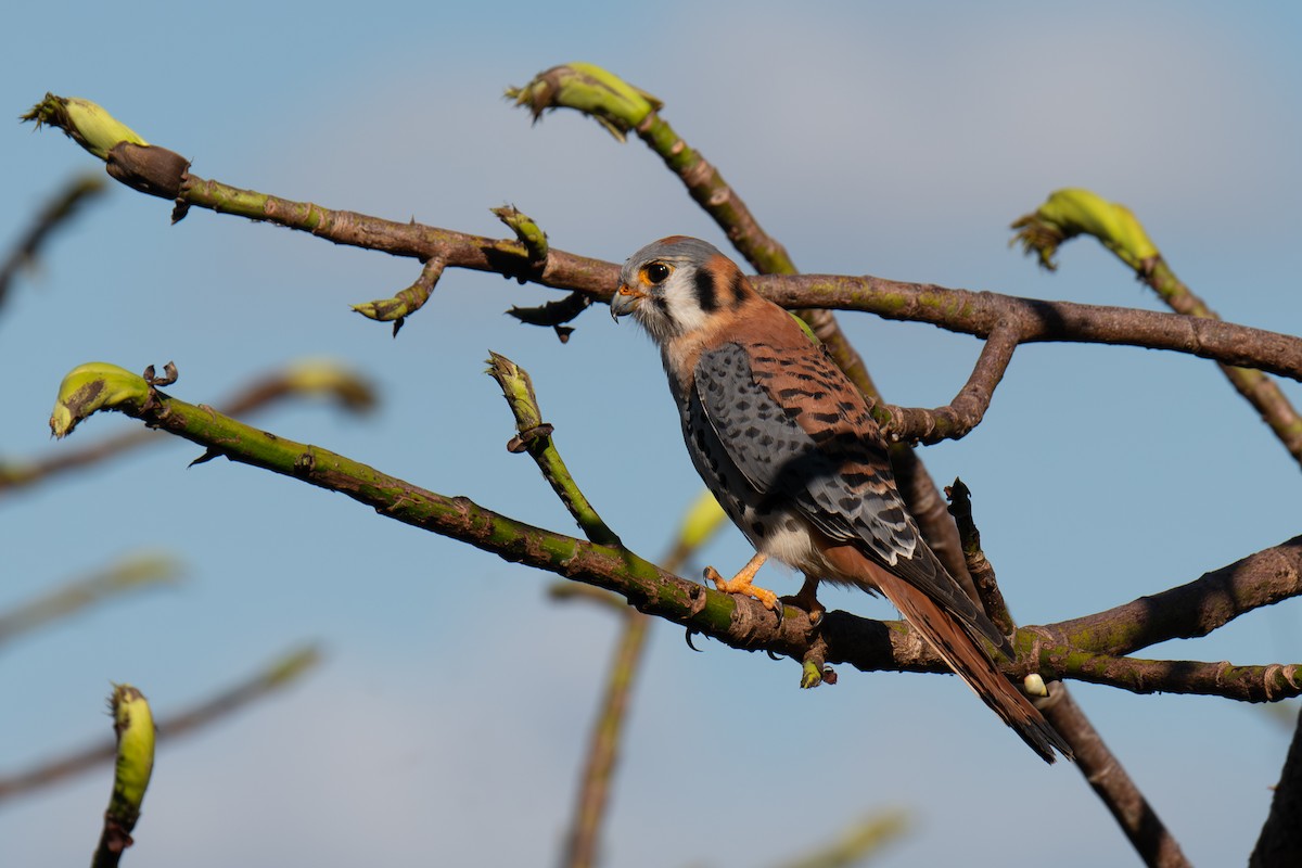 American Kestrel (Eastern Caribbean) - ML616999701