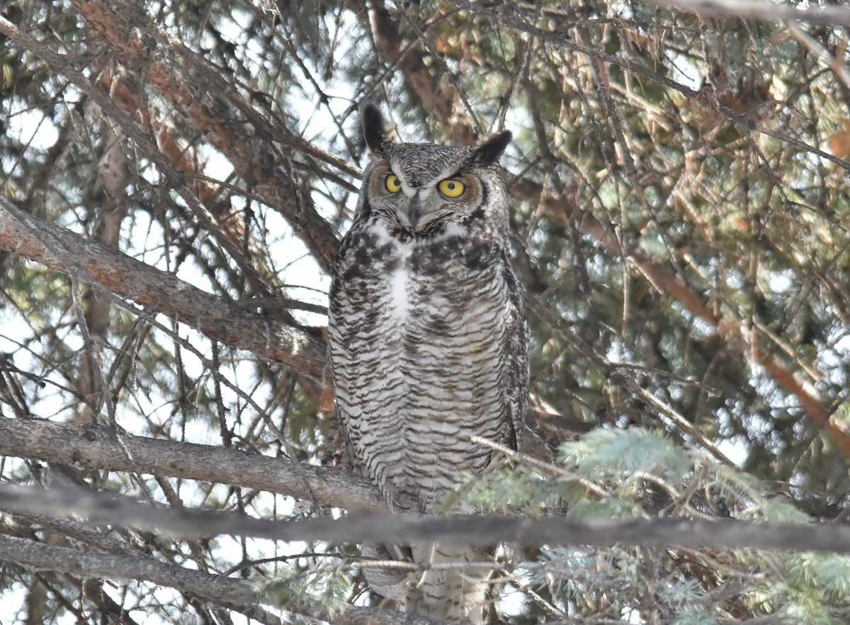 Great Horned Owl - ML616999705