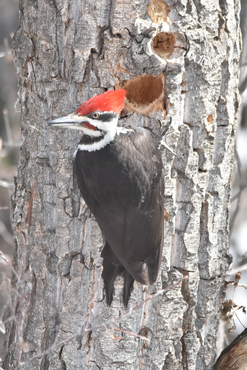 Pileated Woodpecker - ML616999738