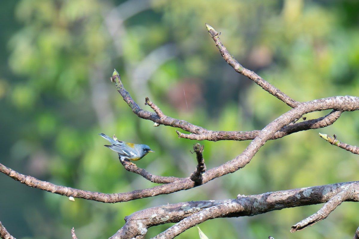 Northern Parula - ML616999739