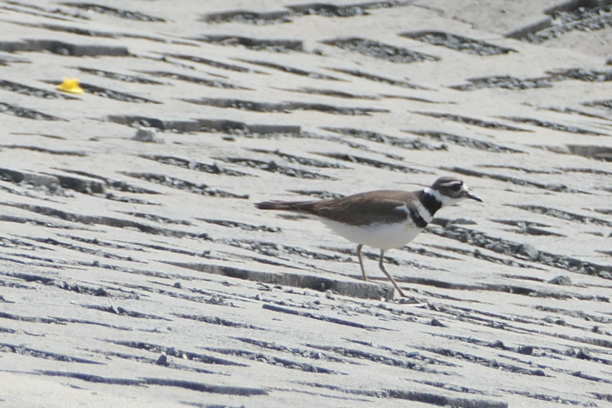 Killdeer - ML616999741