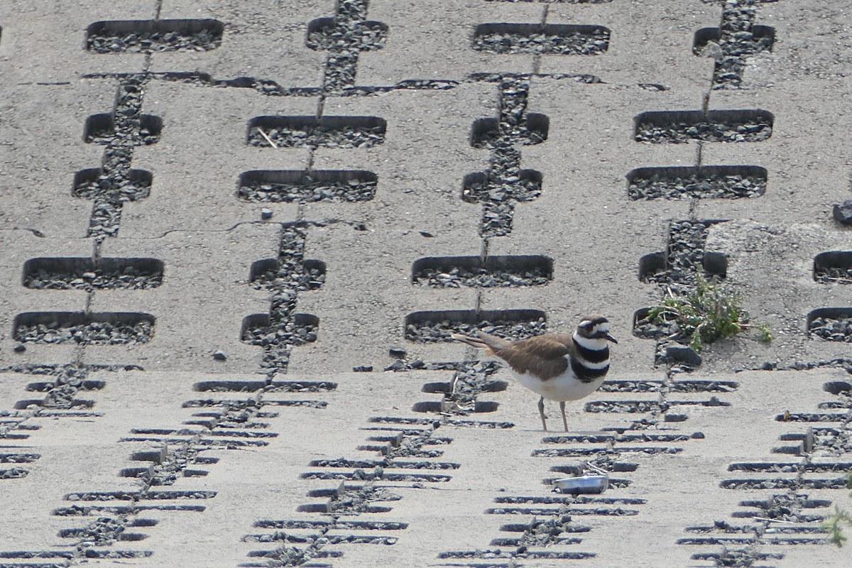 Killdeer - ML616999743