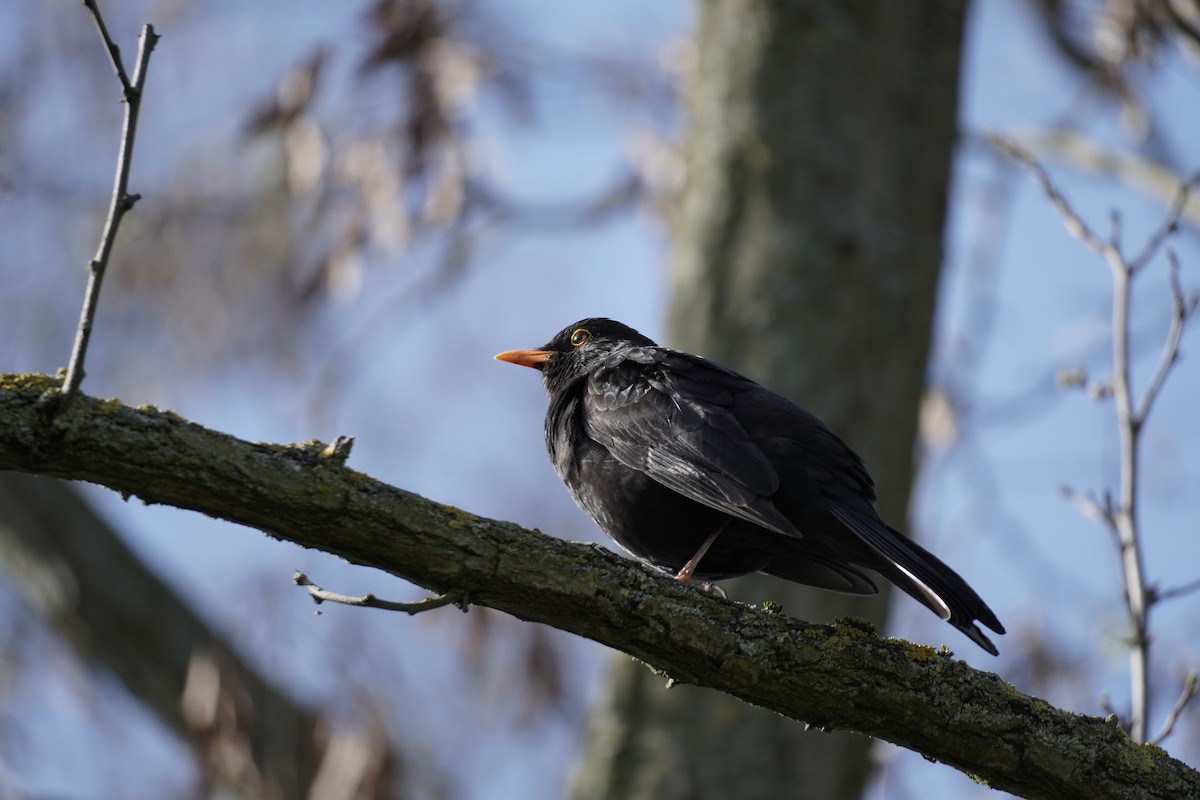 Eurasian Blackbird - ML616999759
