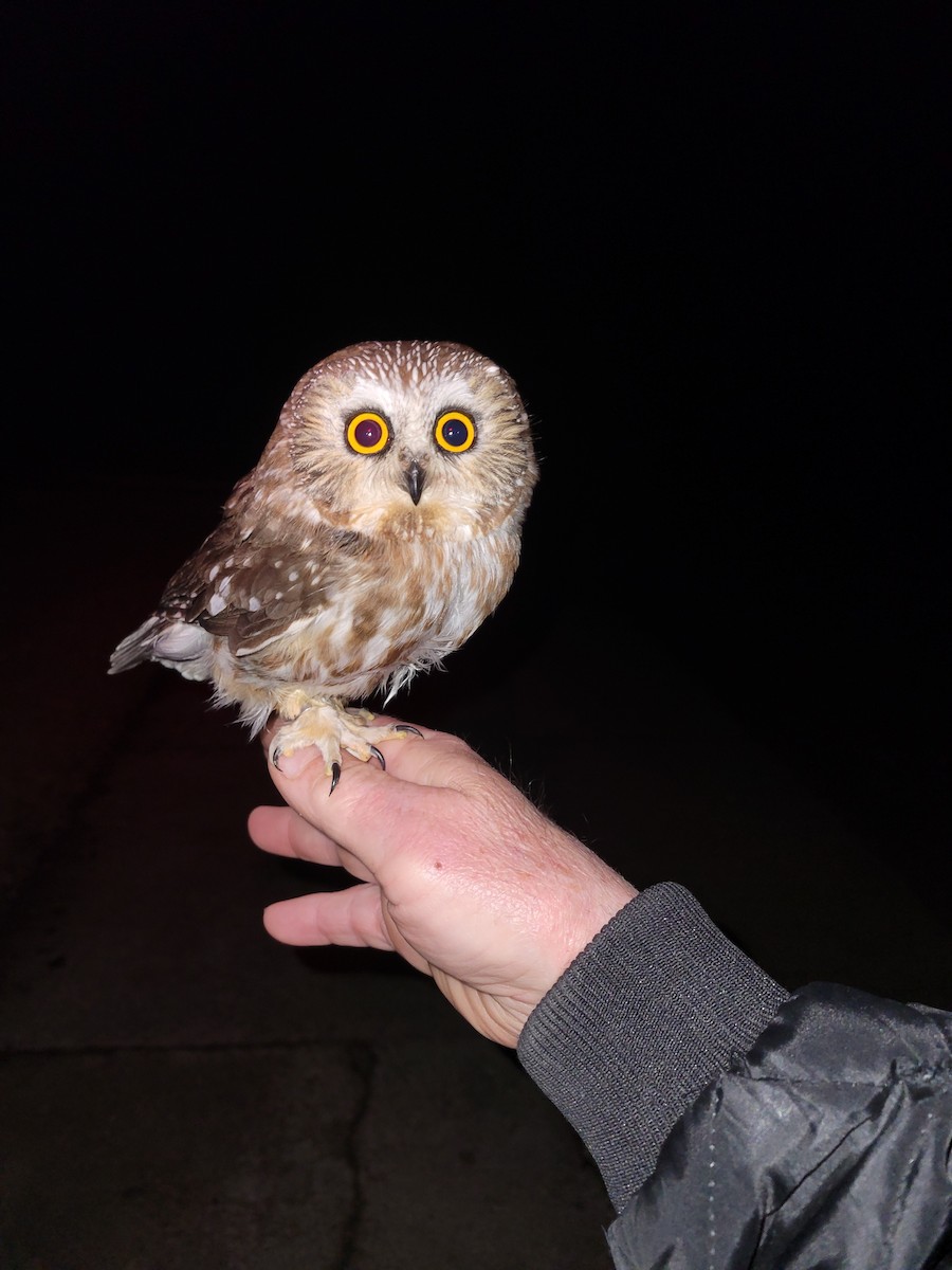 Northern Saw-whet Owl - ML616999775