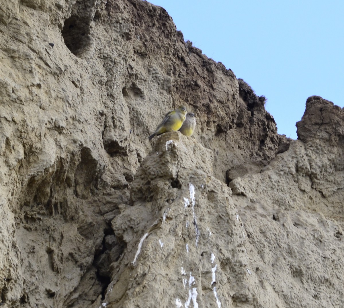 Patagonian Yellow-Finch - Fernando Menchon