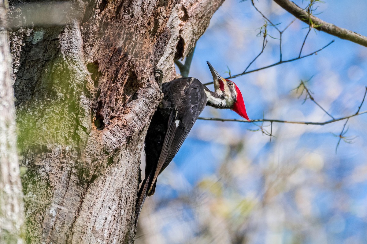 Pileated Woodpecker - ML616999827