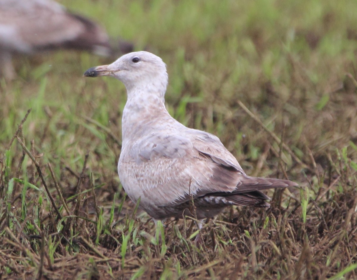 American Herring Gull - Pablo Miki Garcia Gonzalez