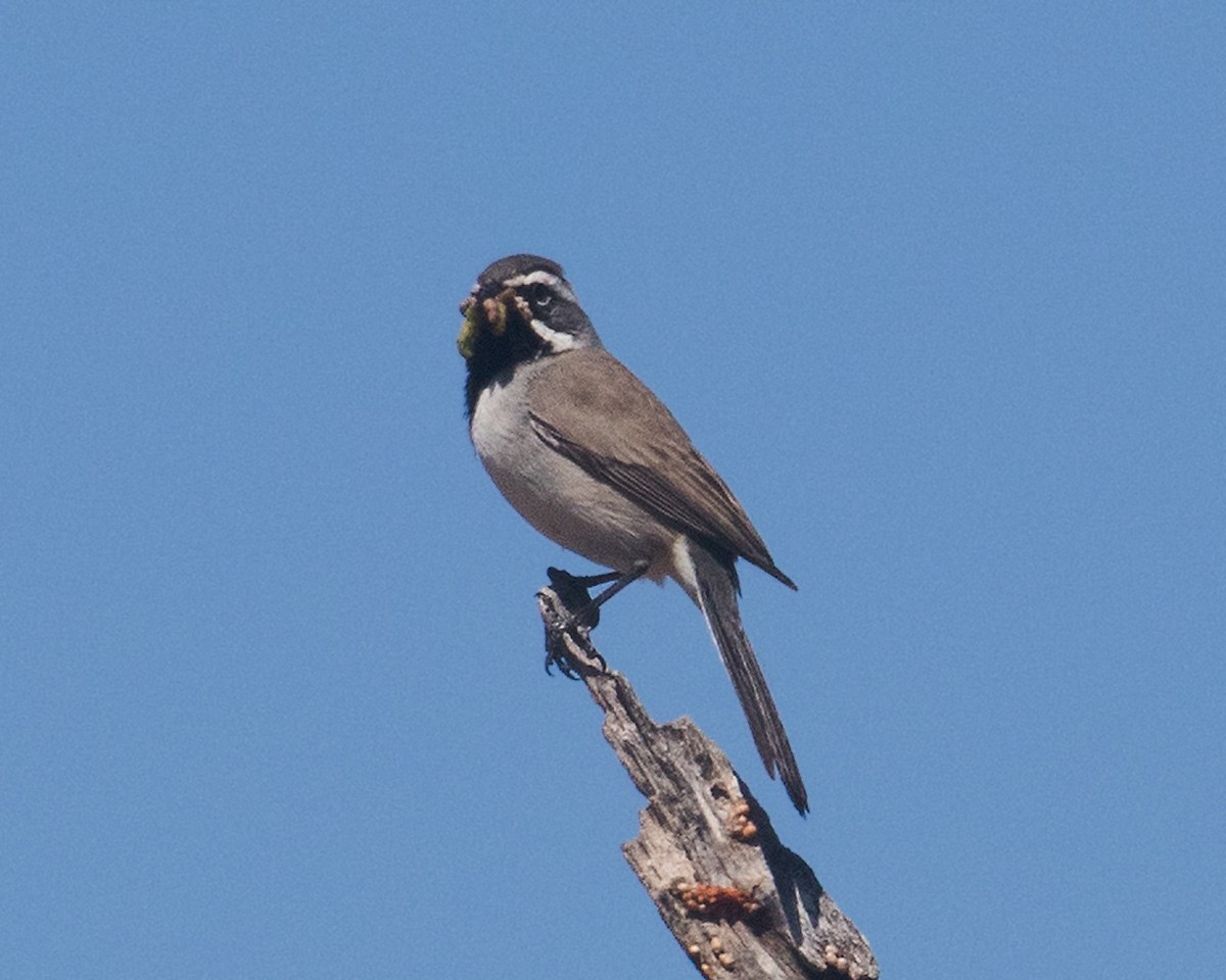 Black-throated Sparrow - ML616999845