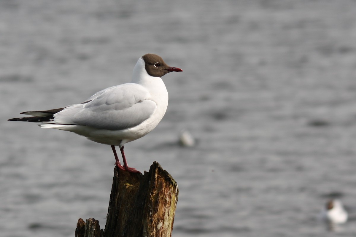 Black-headed Gull - ML616999847