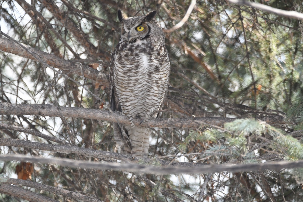 Great Horned Owl - ML616999860
