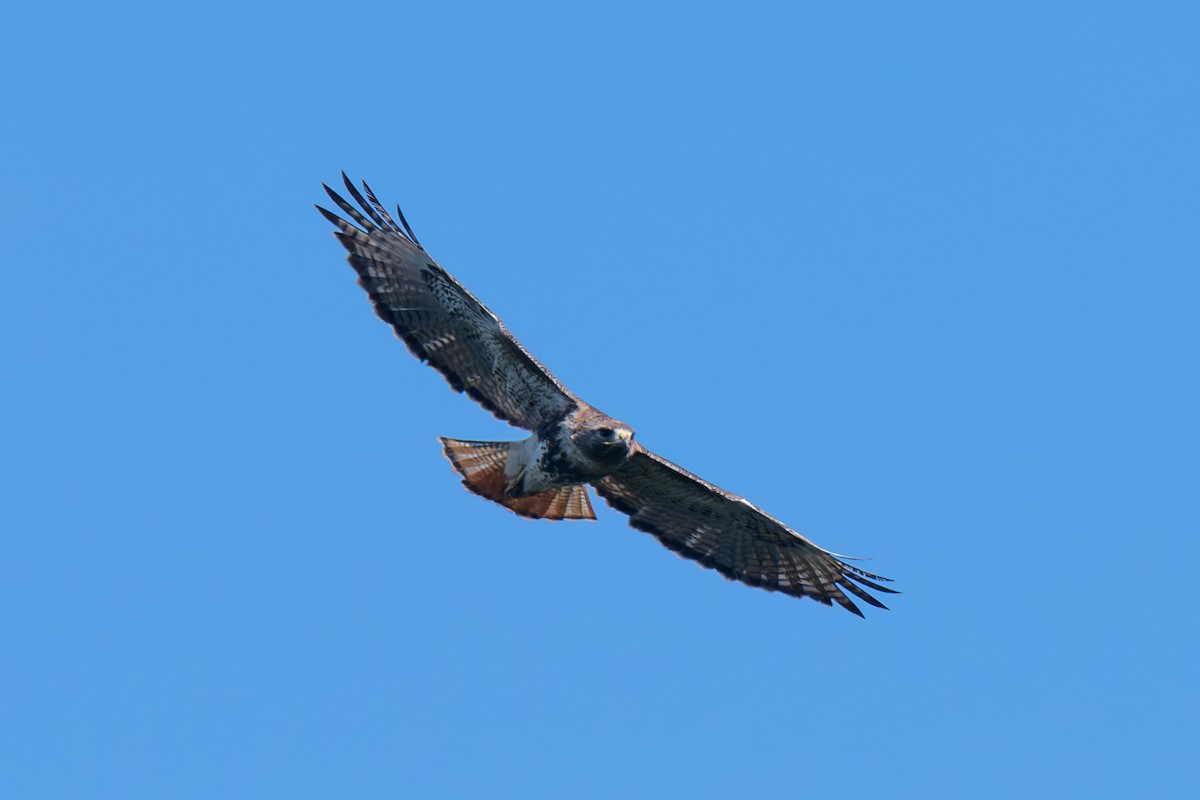 Red-tailed Hawk - ML616999867