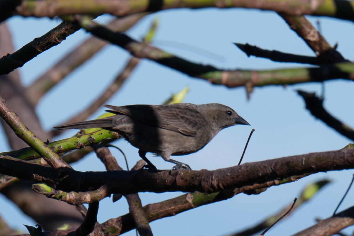 Shiny Cowbird - ML616999874