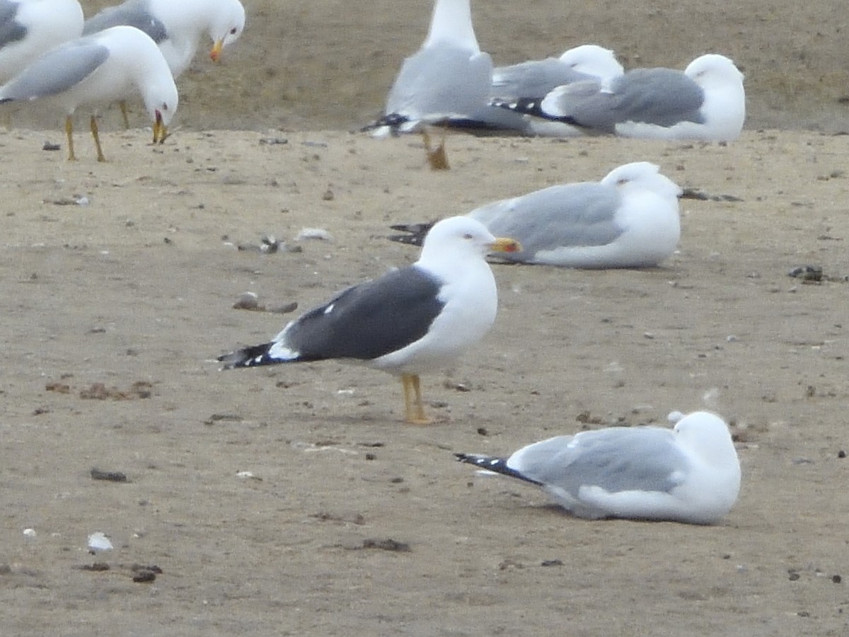 Lesser Black-backed Gull - ML616999877