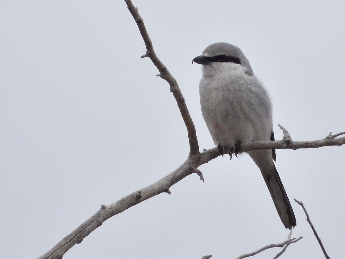 Northern Shrike - ML616999895