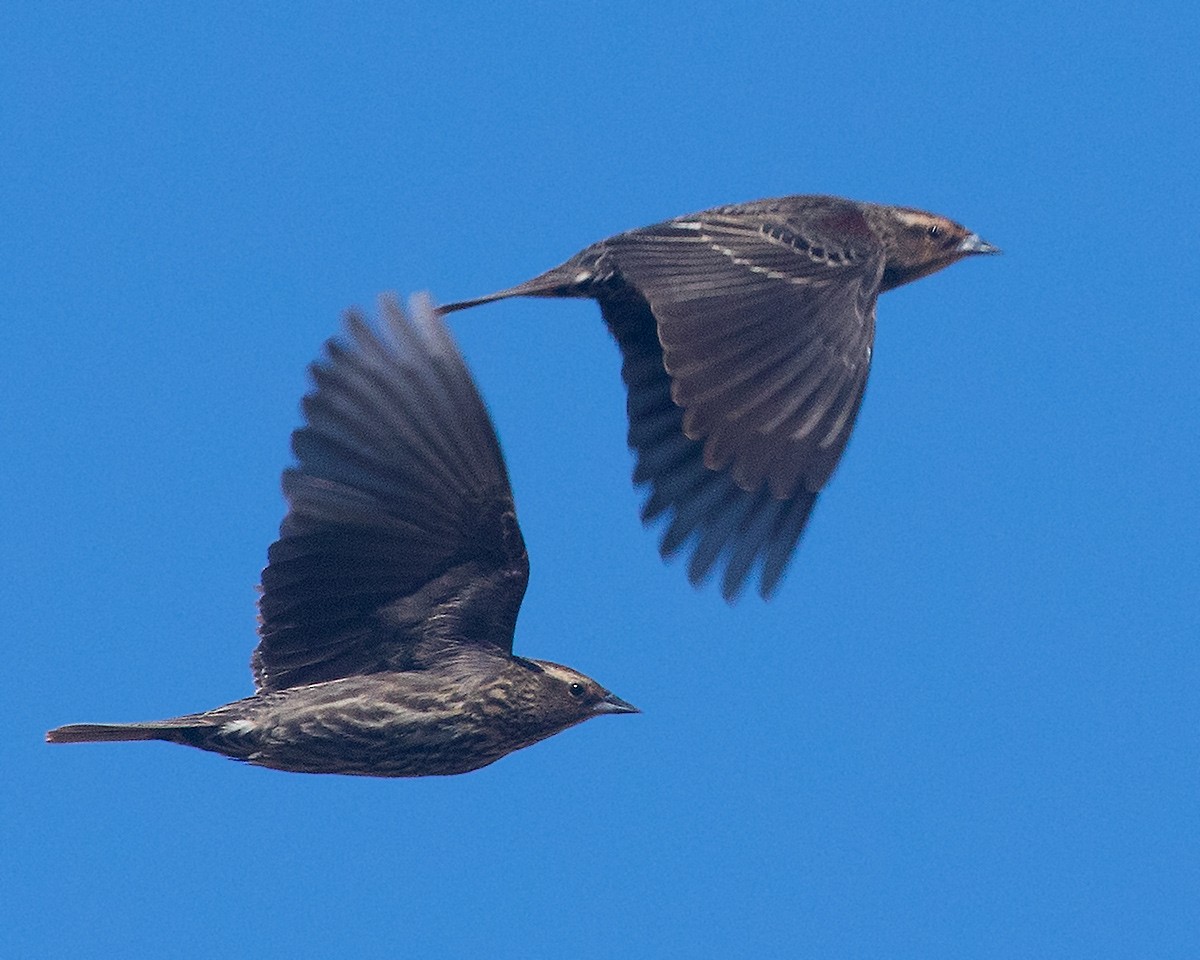 Red-winged Blackbird - ML616999906