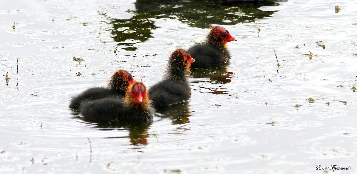 Eurasian Coot - Carlos Figueiredo