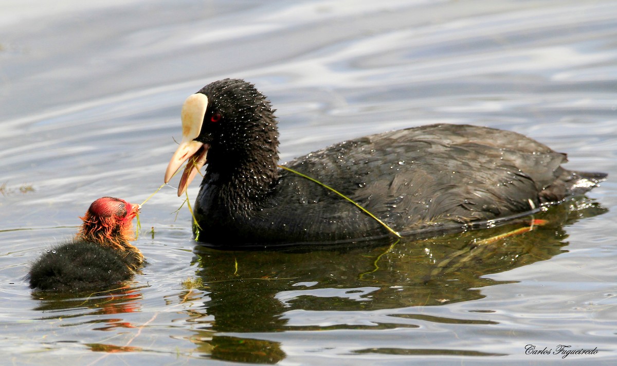 Eurasian Coot - Carlos Figueiredo