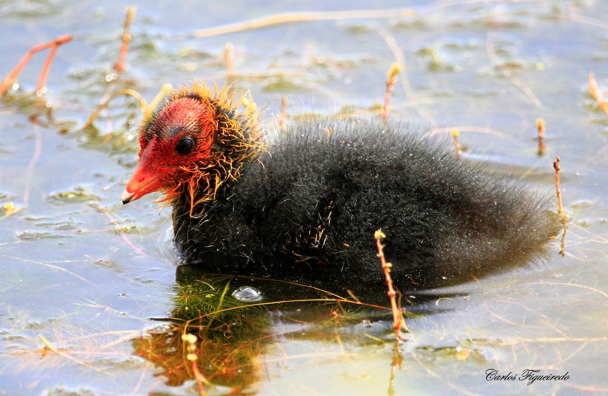 Eurasian Coot - Carlos Figueiredo