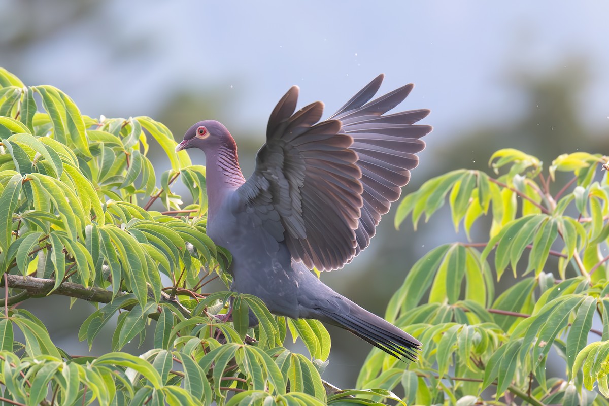 Scaly-naped Pigeon - ML616999925