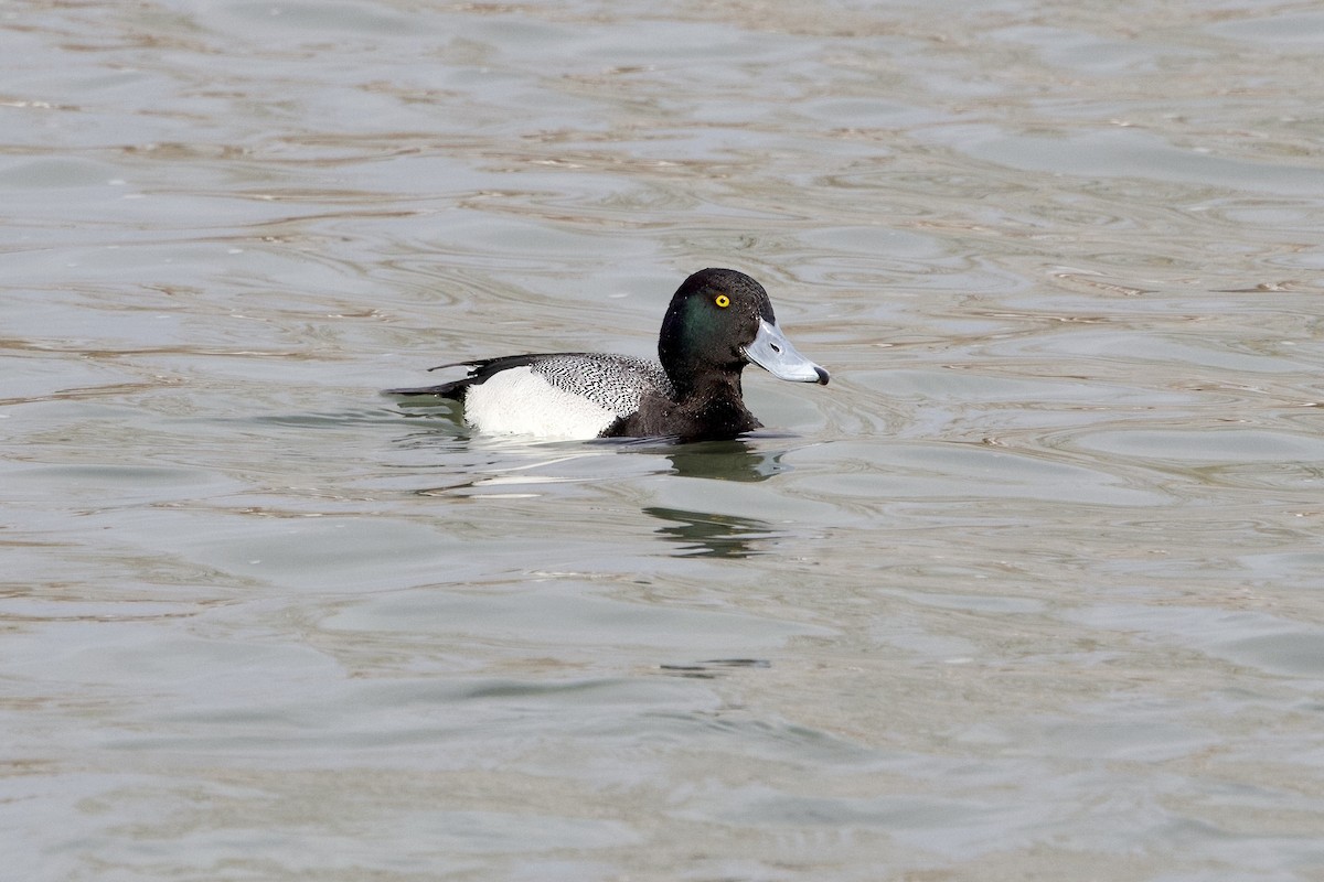 Greater Scaup - ML616999948