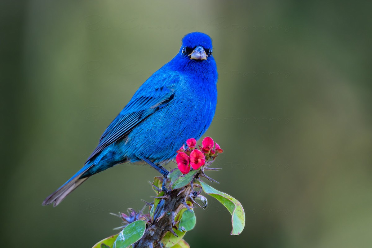 Indigo Bunting - ML616999962