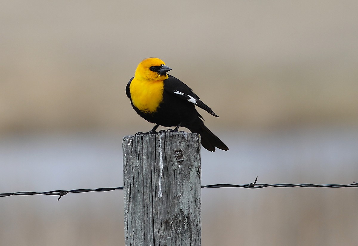 Yellow-headed Blackbird - ML616999963