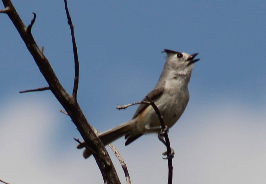 Black-crested Titmouse - ML616999978