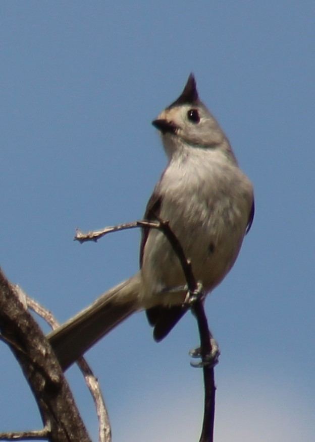 Black-crested Titmouse - ML616999979