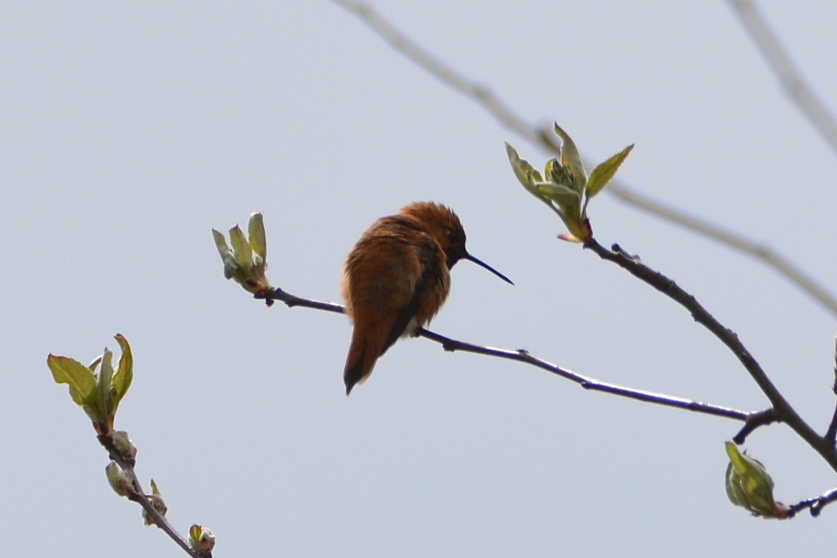 Rufous Hummingbird - ML616999998