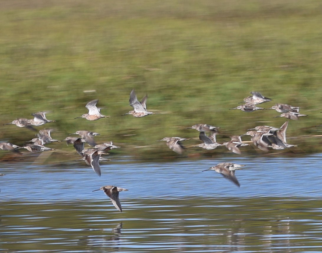 Short-billed/Long-billed Dowitcher - Diane Etchison