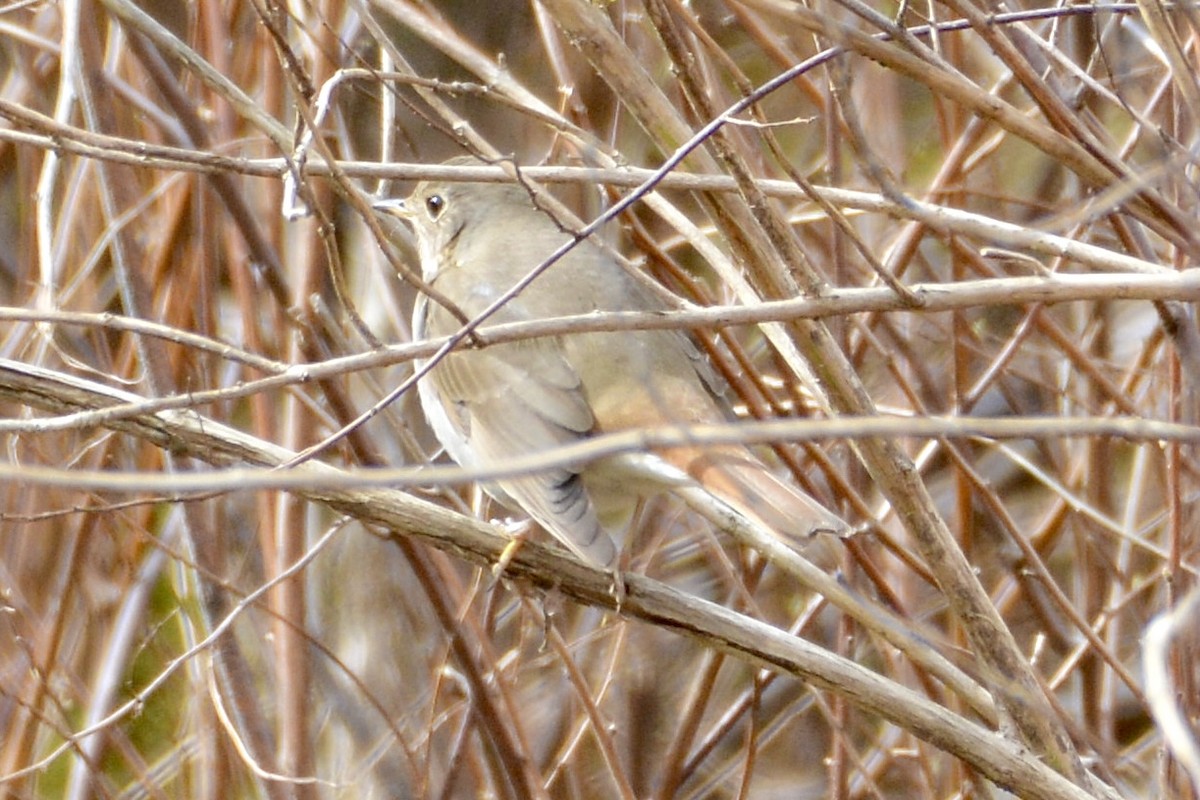 Hermit Thrush - lise owens