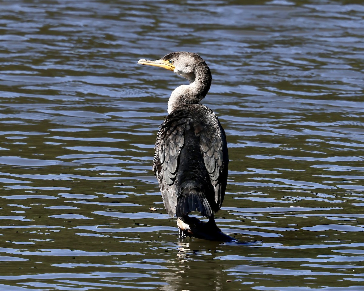 Cormoran à aigrettes - ML617000077