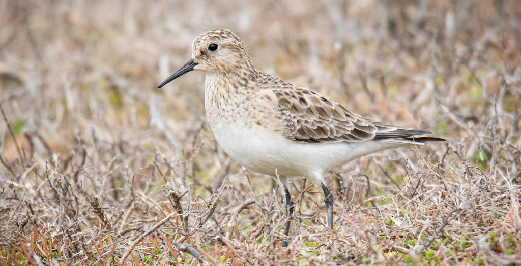 Baird's Sandpiper - ML617000134