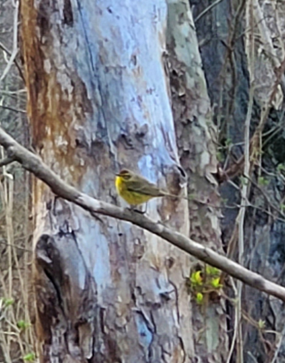 Palm Warbler - ML617000136