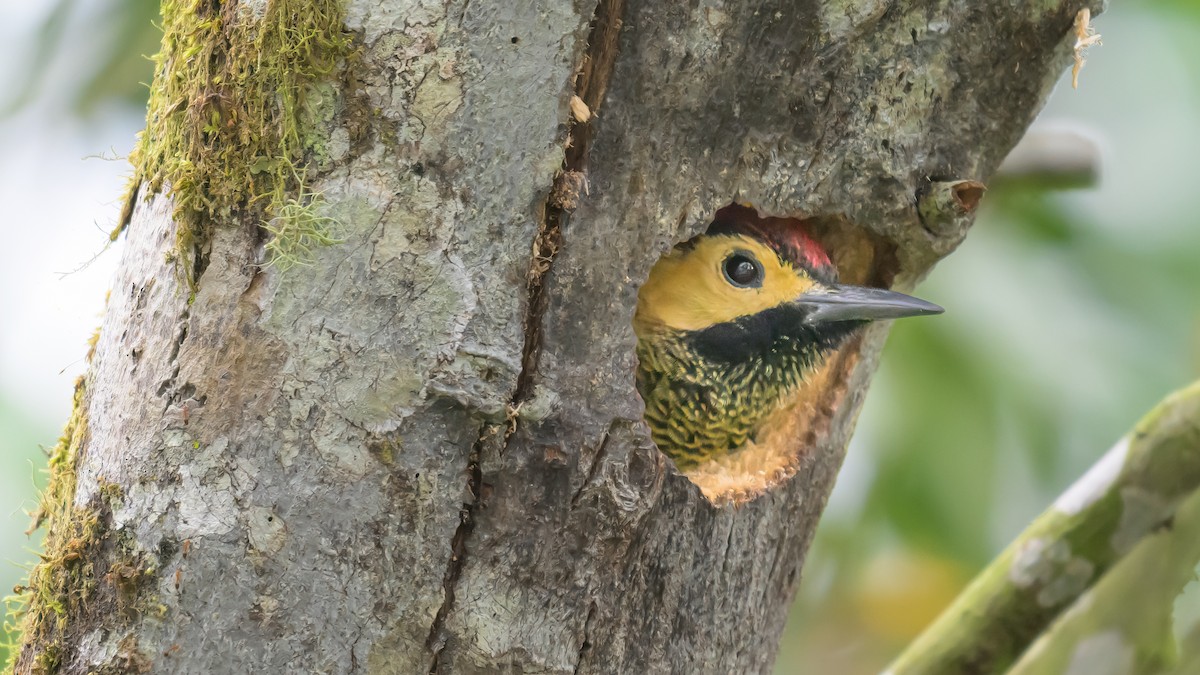 Golden-olive Woodpecker - Nina Hale