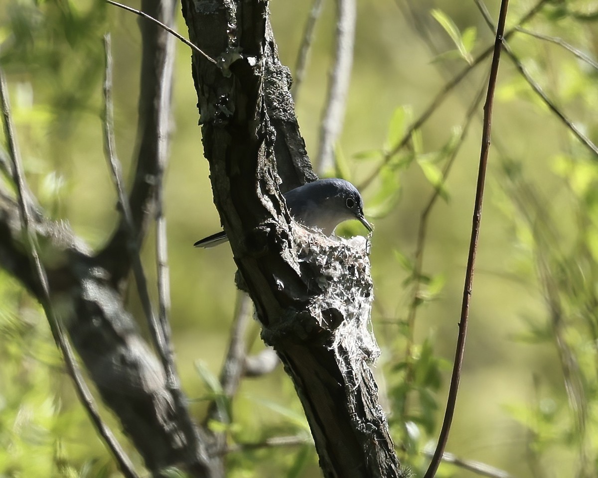 Blue-gray Gnatcatcher - ML617000171