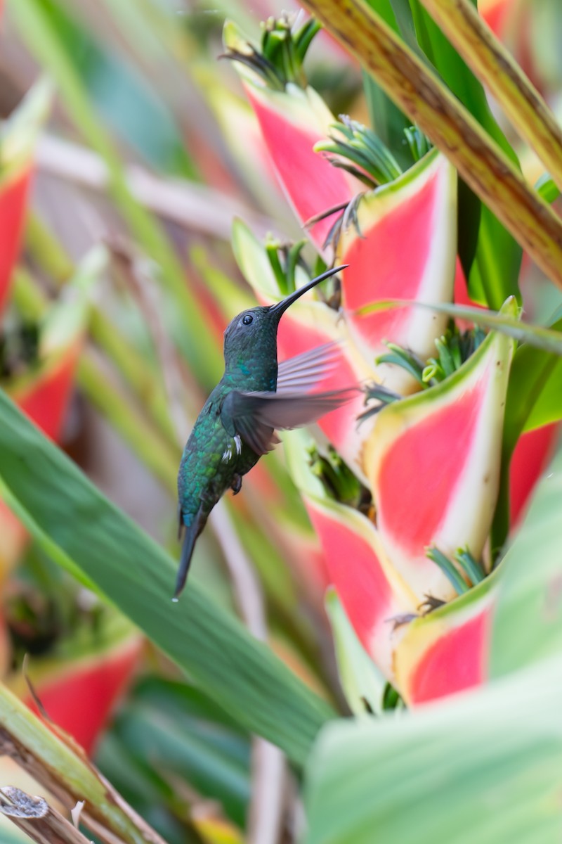 kolibřík smaragdový - ML617000187
