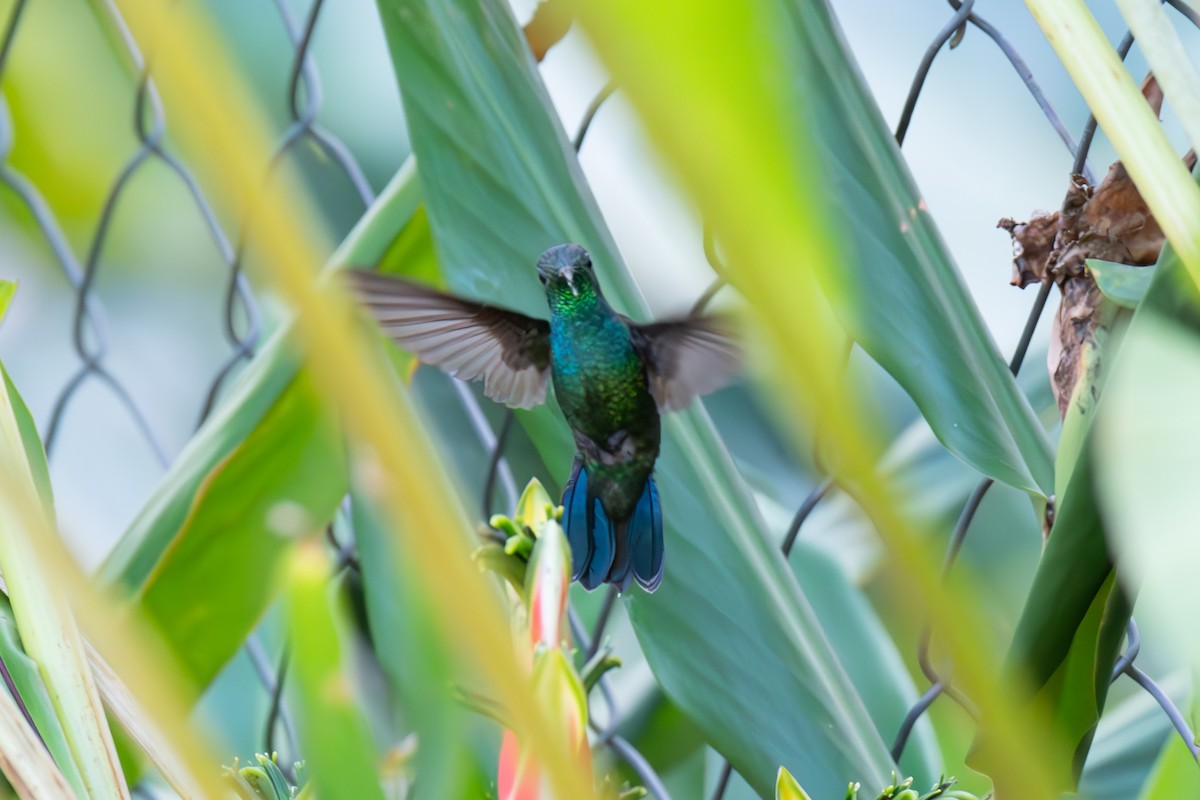 kolibřík smaragdový - ML617000188