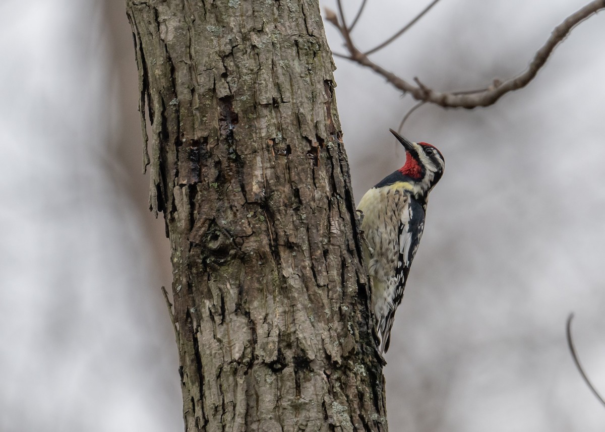 Yellow-bellied Sapsucker - ML617000216