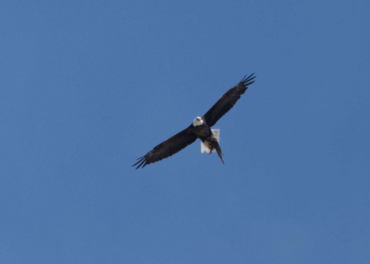 Bald Eagle - ML617000225