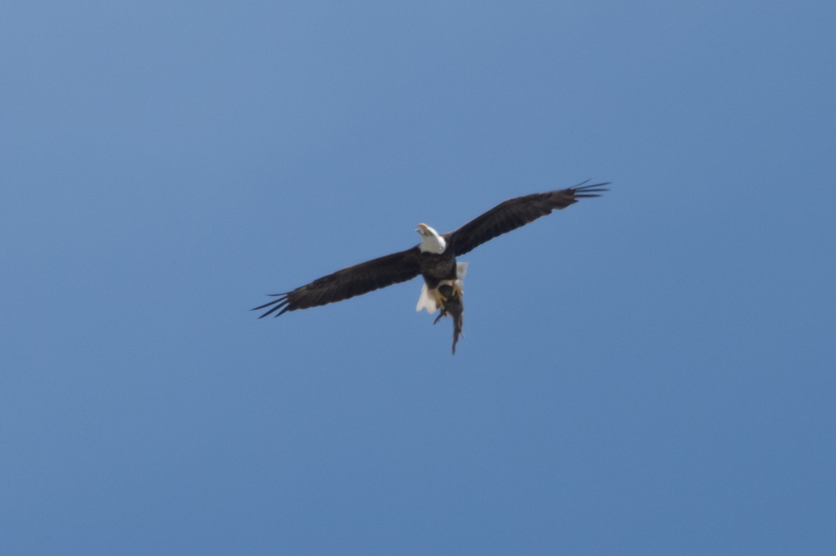 Bald Eagle - ML617000226