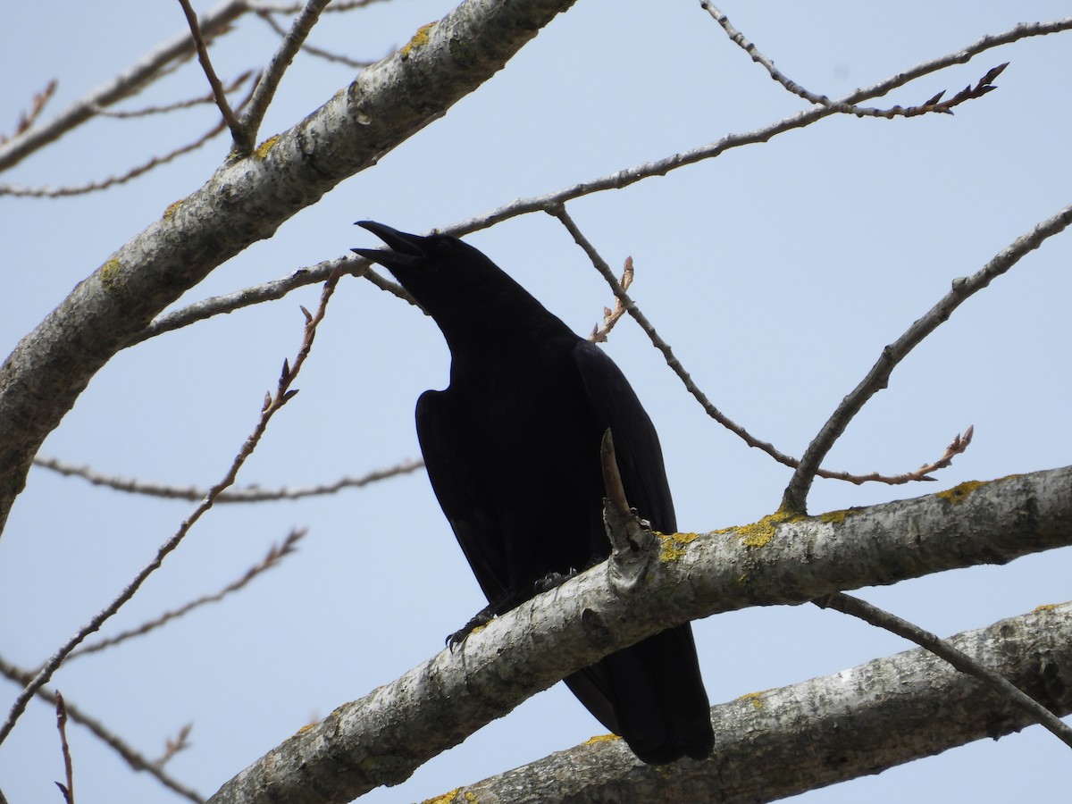 Carrion Crow - ML617000237