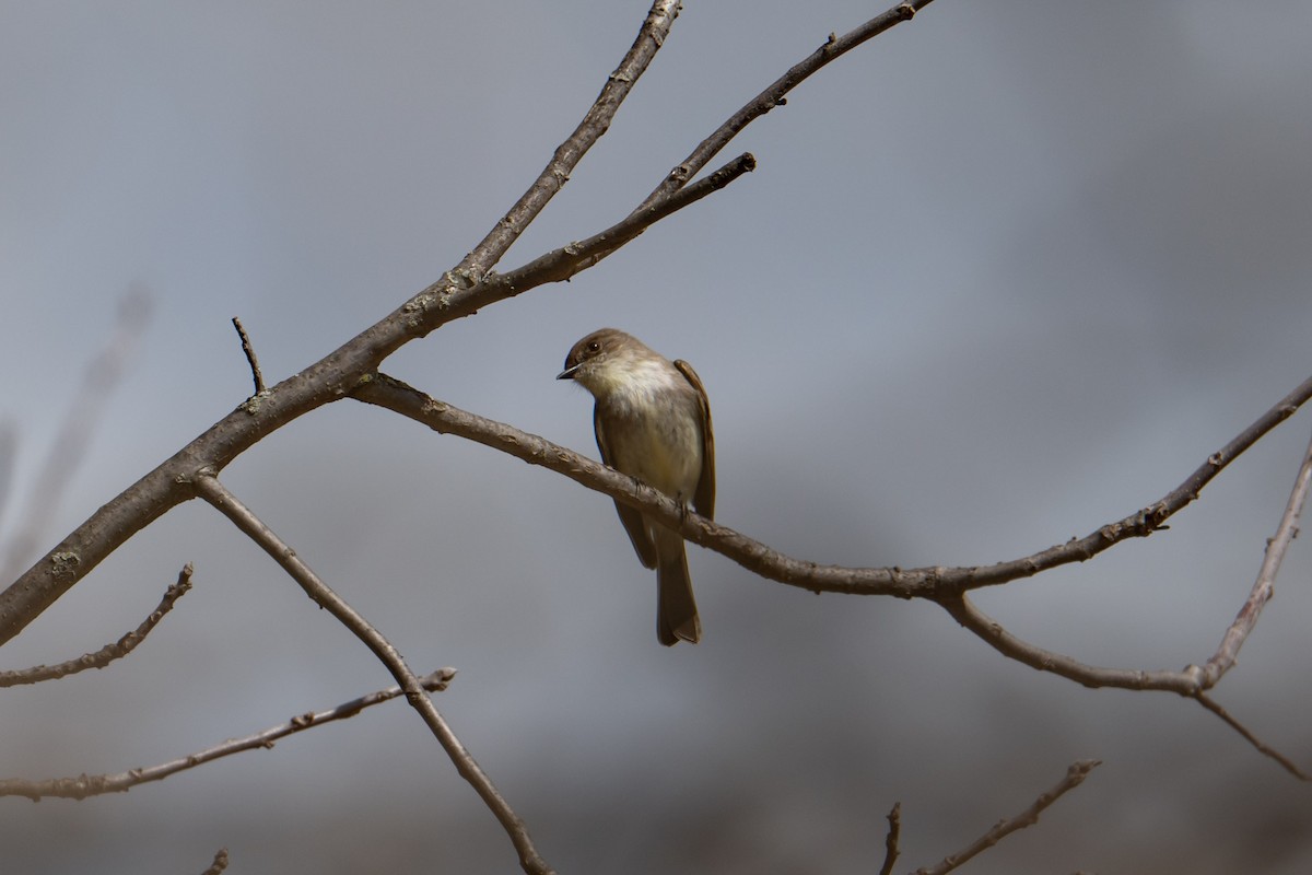 Eastern Phoebe - ML617000265