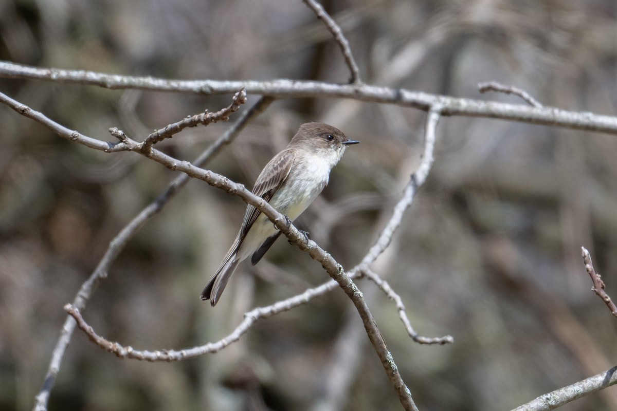 Eastern Phoebe - ML617000266