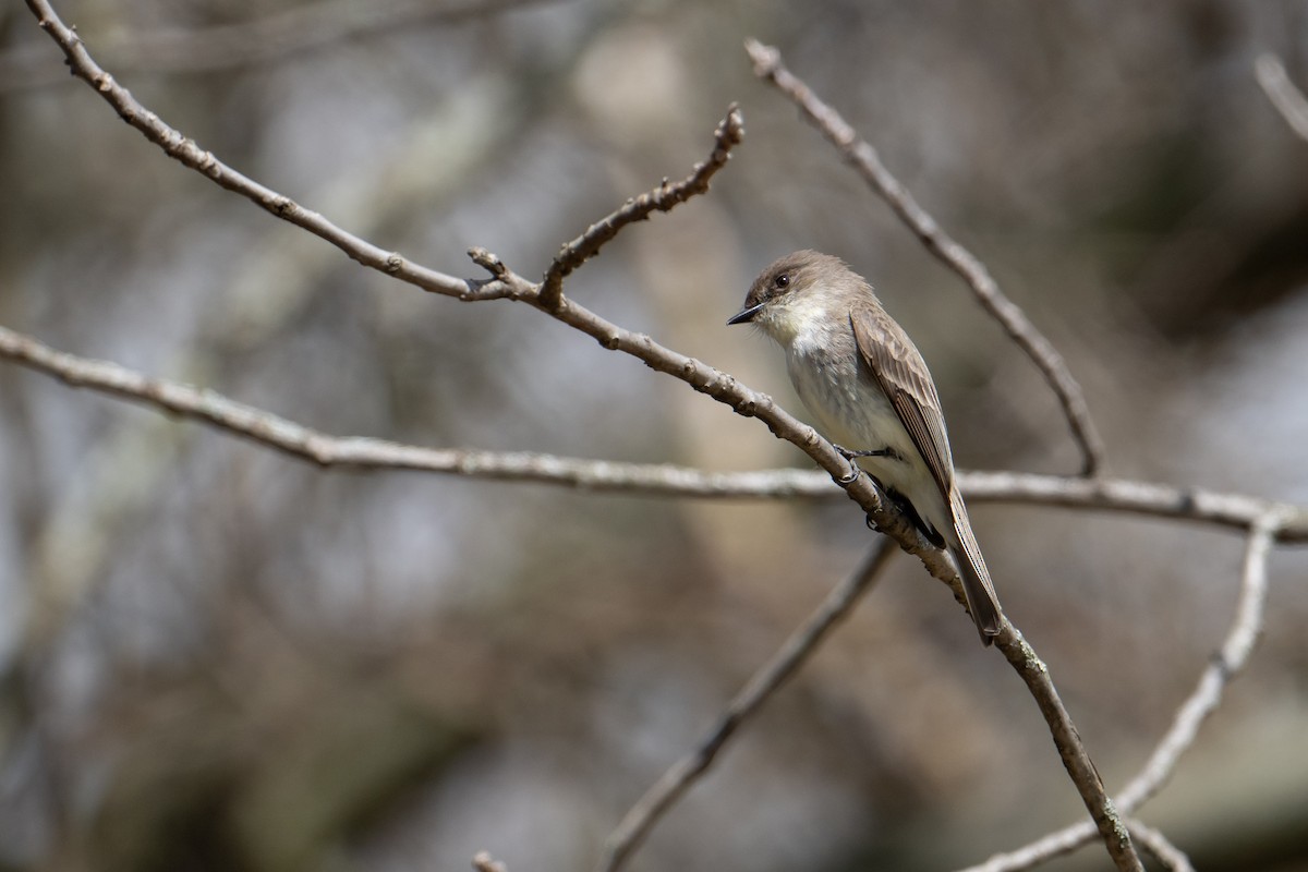 Eastern Phoebe - ML617000267