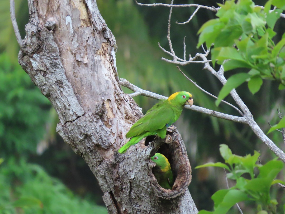 Yellow-naped Parrot - Anuar Acosta