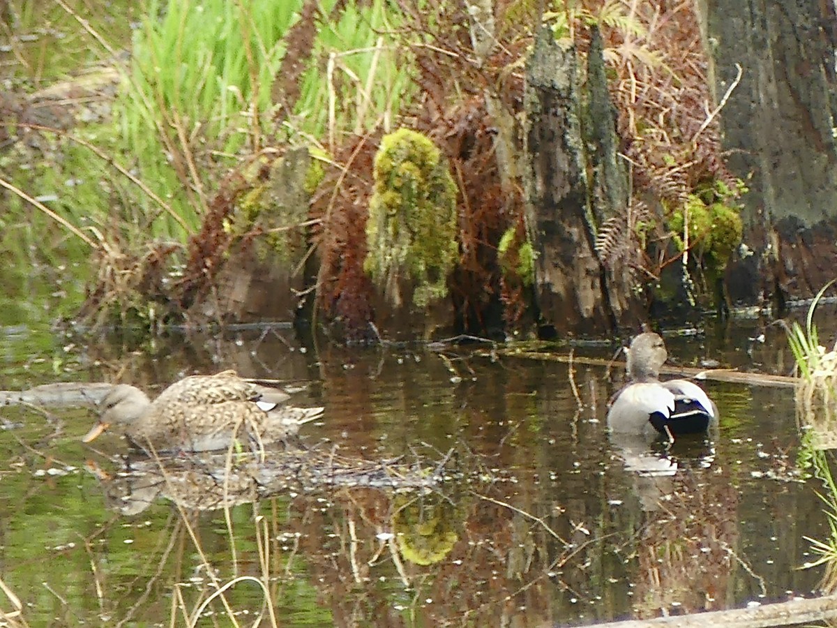 Gadwall - ML617000275