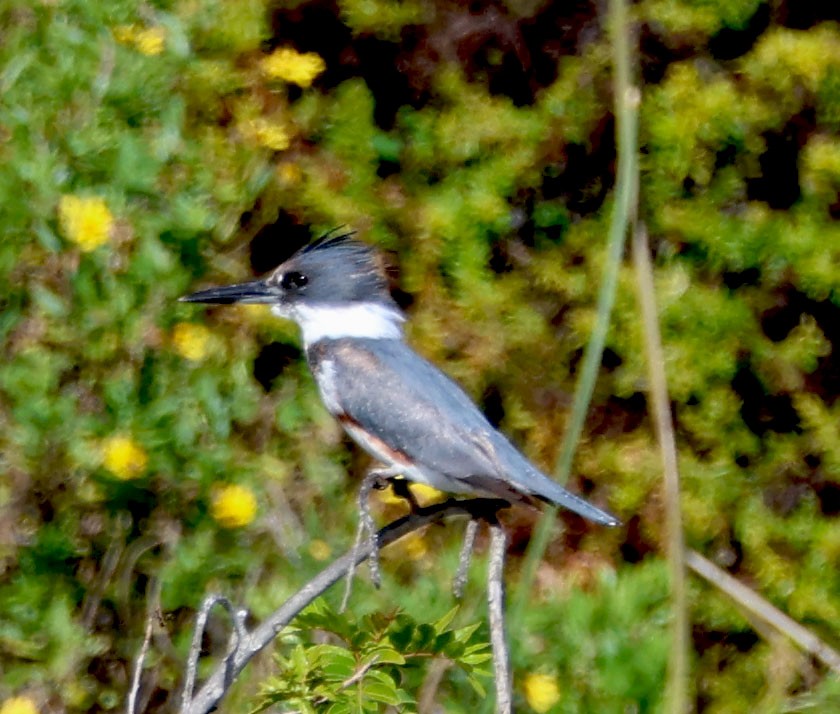 Belted Kingfisher - Diane Etchison