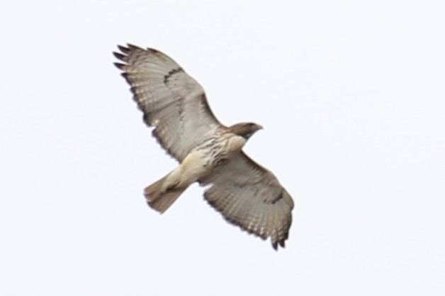 Red-tailed Hawk - ML617000397