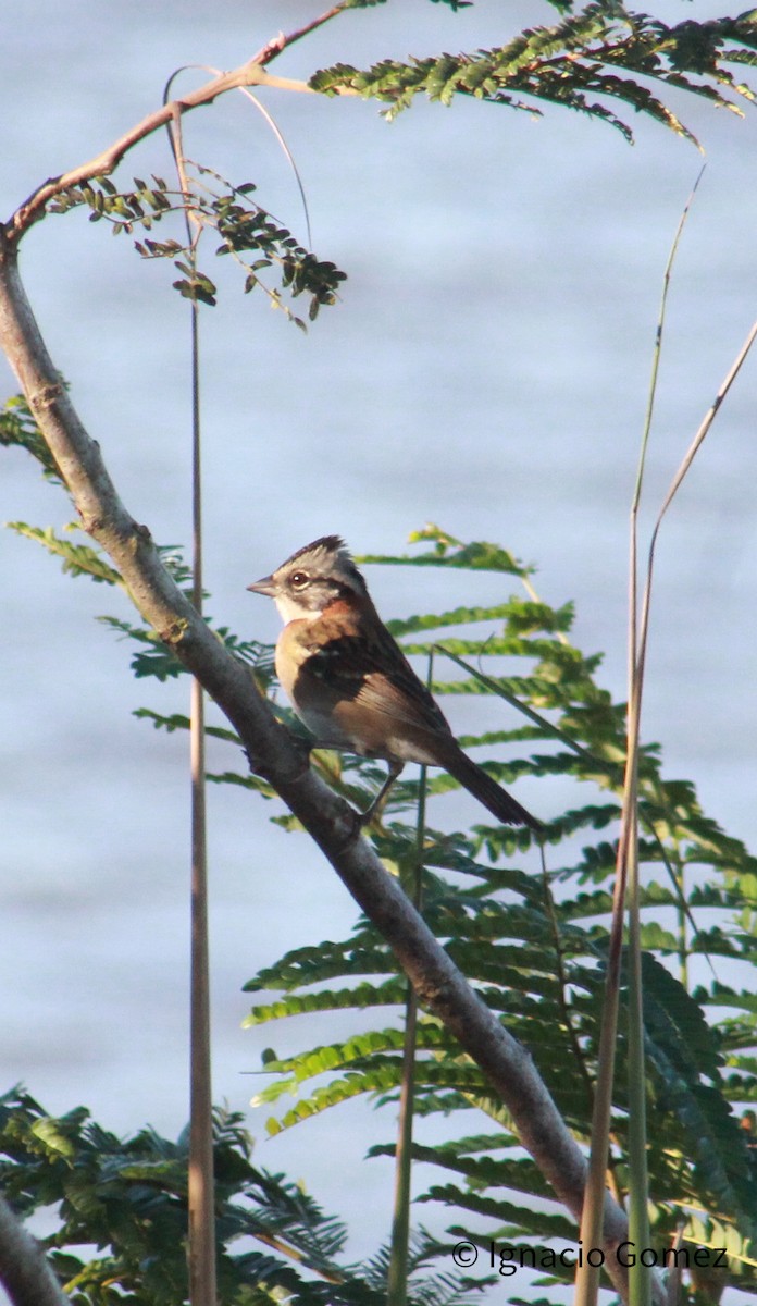 Rufous-collared Sparrow - Ignacio Gómez Gaffner